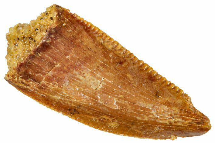 Serrated, Raptor Tooth - Real Dinosaur Tooth #269393